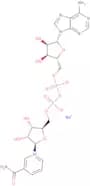 β-Nicotinamide adenine dinucleotide sodium dihydrate