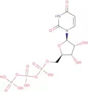 Uridine 5'-triphosphate