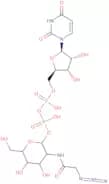 UDP-N-azidoacetylglucosamine