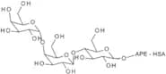 Globotriose-APE-HSA