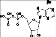 Adenosine 5'-Diphosphate-15N5