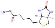 Biotin hydrazide