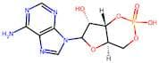 Adenosine 3',5'-cyclic monophosphate
