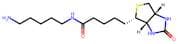 5-(Biotinamido)pentylamine