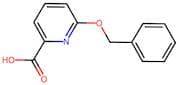 6-(Benzyloxy)pyridine-2-carboxylic acid