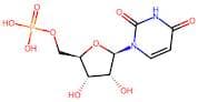 5’-Uridylic Acid