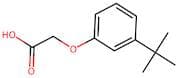 2-(3-Tert-butylphenoxy)acetic acid