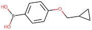 4-(Cyclopropylmethoxy)benzeneboronic acid
