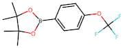 (4-(Trifluoromethoxy)phenyl) boronic acid pinacol ester