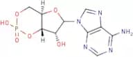 Adenosine 3',5'-cyclic monophosphate