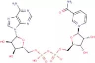 Nicotinamide adenine dinucleotide
