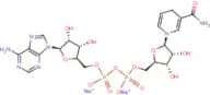 Nicotinamide adenine dinucleotide (reduced form) disodium salt
