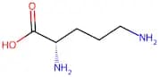 L-Ornithine