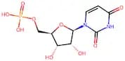 Uridine 5'-monophosphate