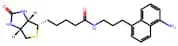 Biotin-naphthylamine