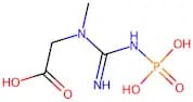 2-(1-Methyl-3-Phosphonoguanidino)Acetic Acid