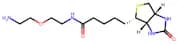 Biotin-PEG1-NH2