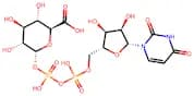 Uridine diphosphate glucuronic acid