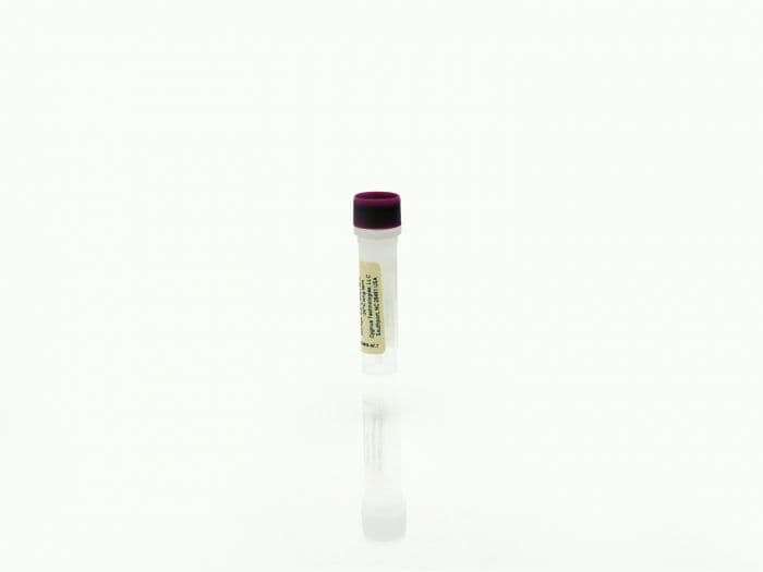 CHO Lysate Antigen Concentrate