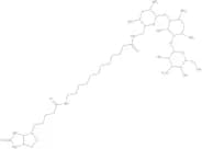 N-Biotinyl-12-aminododecanoyltobramycin amide