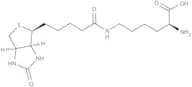 Biocytin