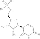 Uridine 5''-monophosphate