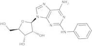 2-Phenylaminoadenosine