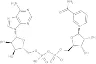 β-Nicotinamide adenine dinucleotide