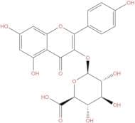 Kaempferol 3-glucuronide
