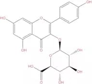 Kaempferol 3-glucuronide