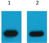 mCherry-Tag Mouse pAb