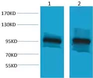 β-Catenin Rabbit pAb
