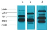 Angiotensin(1-7) Mas Receptor Rabbit pAb