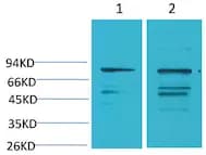 PI3 Kinase P85α  Rabbit pAb