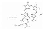 Chlorin e6 monolysine amide trisodium salt
