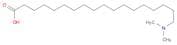 Octadecanoic acid, 18-(dimethylamino)-