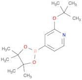 2-t-Butoxypyridine-4-boronic acid pinacol ester