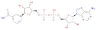 β-Nicotinamide Adenine Dinucleotide