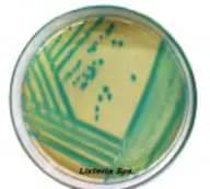 ChroMed Listeria Agar (ISO Basis)