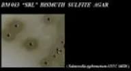Bismuth Sulphite Agar (ISO Basis)
