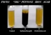 Peptone Iron Agar