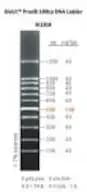 ProxiB 100bp DNA Ladder