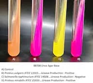 Urea Agar Base