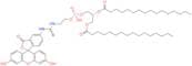Fluorescein-Dipalmitoylphosphatidylethanolamine