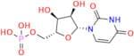 uridine 5'-monophosphate