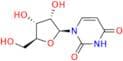 L-Uridine