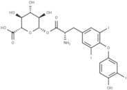 T3 Acyl glucuronide