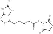 Biotin NHS