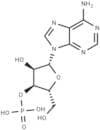3'-Adenylic acid