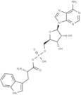 Tryptophyl adenylate